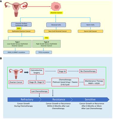 Emerging role of m6A modification in ovarian cancer: progression, drug resistance, and therapeutic prospects